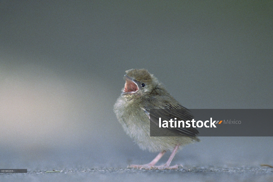 Pollo de Curruca capirotada (Sylvia atricapilla), cantar, Alemania