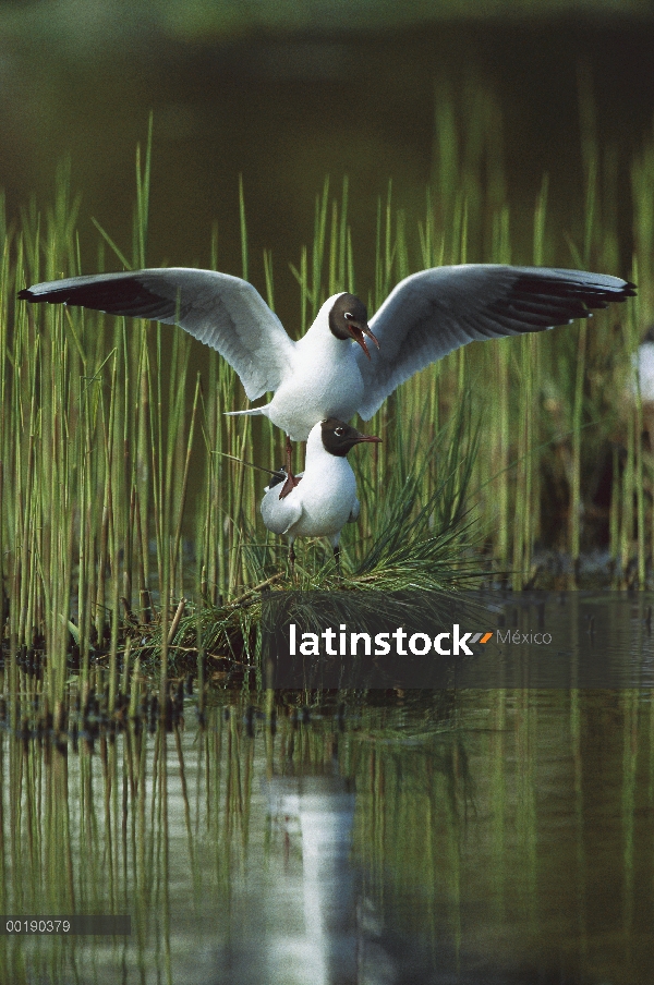 Par de gaviota (Chroicocephalus ridibundus) cabeza negra de apareamiento, Alemania