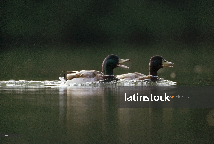 Pareja de ánade real (Anas platyrhynchos), Alemania