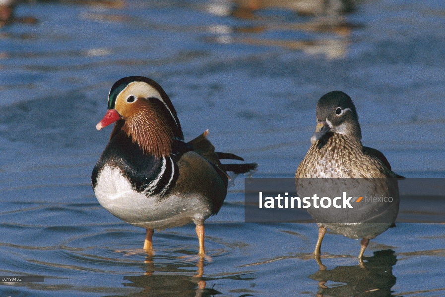 Pato mandarín (Aix galericulata) masculino y femenino pie en el agua, China