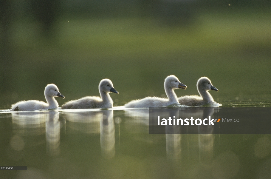 Silenciar el cisne (vulgar Cygnus olor) cuatro los pollos de cisne nadando en el estanque, Alemania