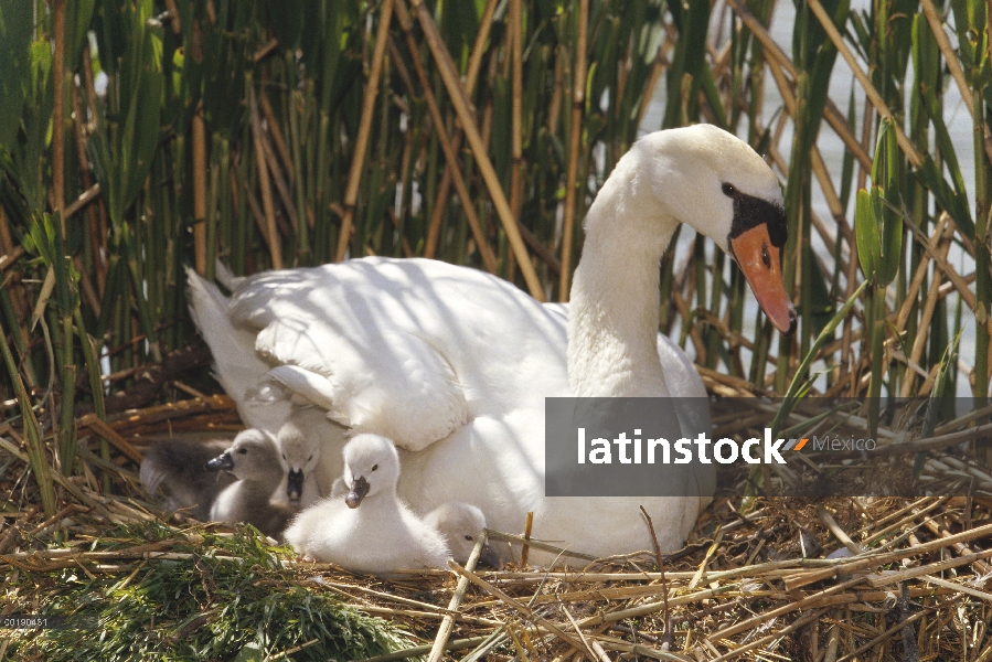 Cisne (vulgar Cygnus olor) padre con polluelos en el nido hecho de totora, Alemania