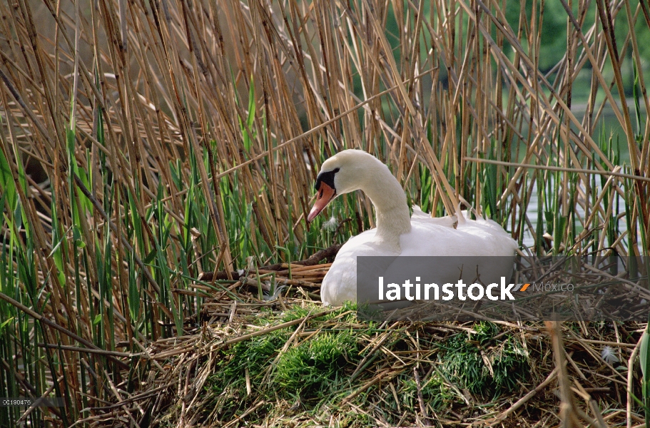 Cisne (vulgar Cygnus olor) incubando los huevos en el nido construido entre juncos, Alemania