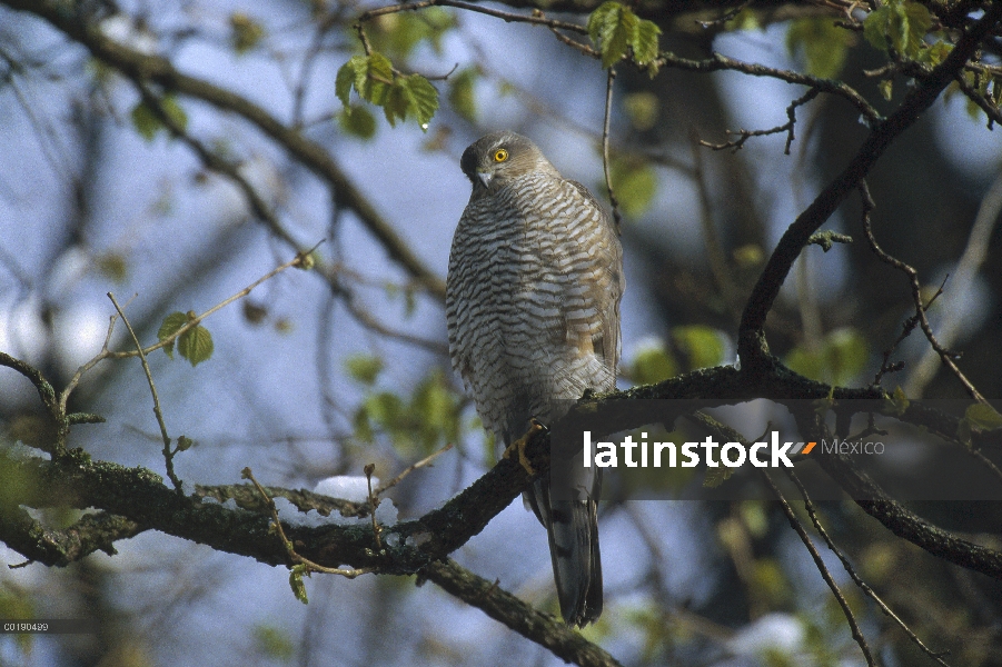 Gavilán (Accipiter nisus) perchado en un árbol, Alemania