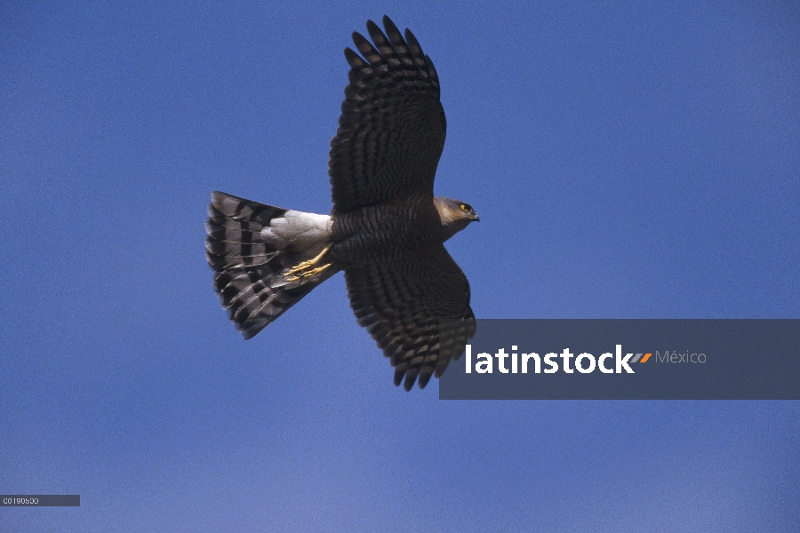 Gavilán (Accipiter nisus) volando, Alemania