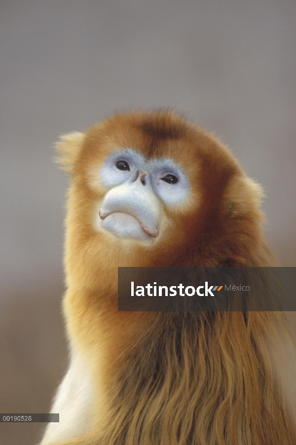 Golden desaire de hocico Monkey (Rhinopithecus roxellana), Wildlife Safari Park, Beijing, China