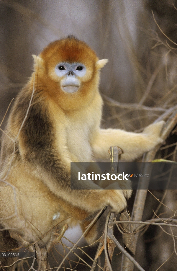 Golden desaire de hocico Monkey (Rhinopithecus roxellana) retrato, Parque Safari, Beijing, China