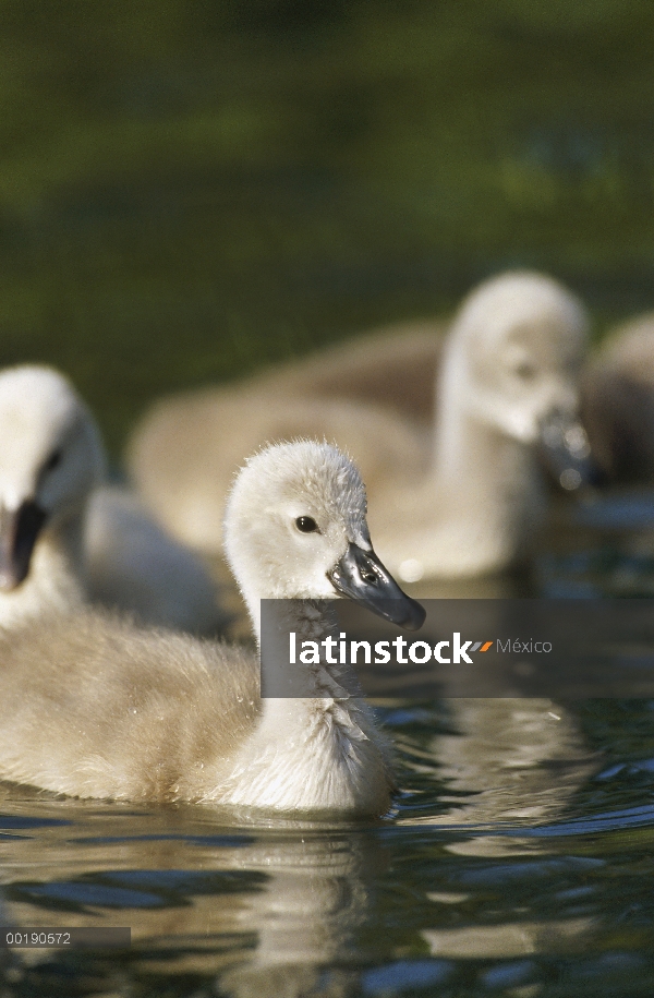 Silencio de pichones del cisne (vulgar Cygnus olor) nadando en el estanque, Alemania