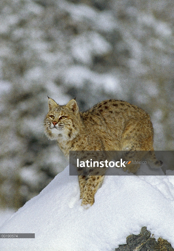 Bobcat (Lynx rufus) en invierno, Colorado