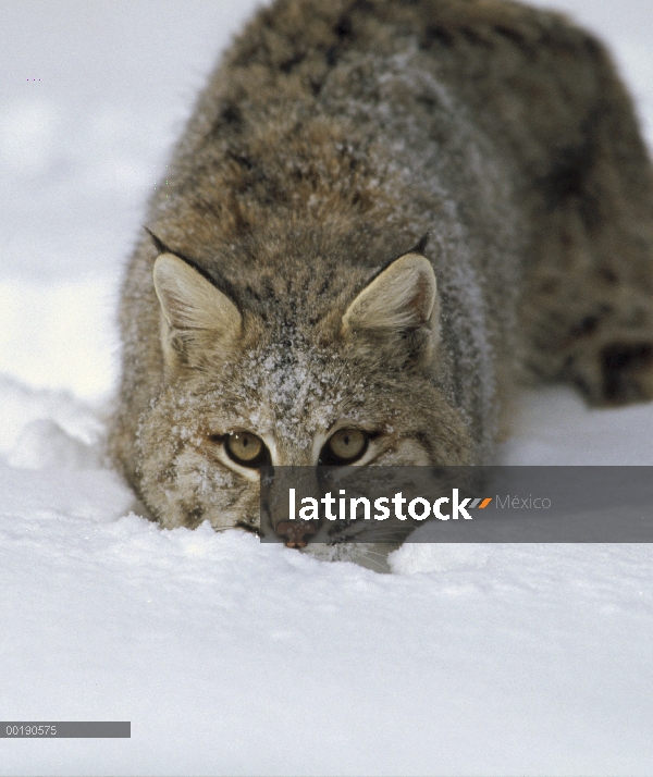 Bobcat (Lynx rufus) agacharse en nieve, Colorado