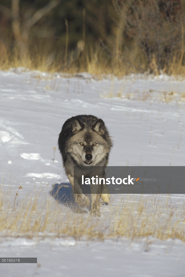 Lobo (lupus de Canis) acercándose a la cámara, Colorado