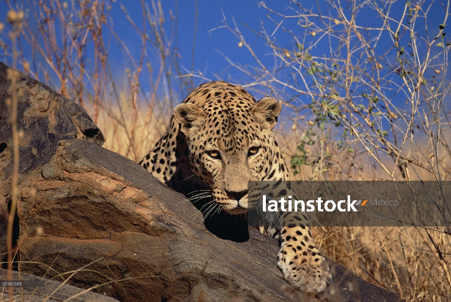 Leopardo (Panthera pardus) escalada sobre rocas, Parque Nacional de Etosha, Namibia