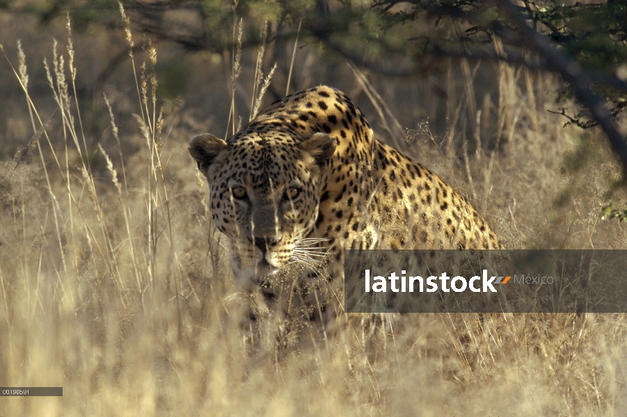 Leopardo (Panthera pardus) camuflado en altura en hierba, Parque Nacional de Etosha, Namibia