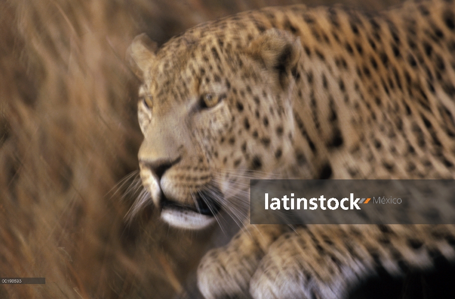 Leopardo (Panthera pardus) saltando, Parque Nacional de Etosha, Namibia