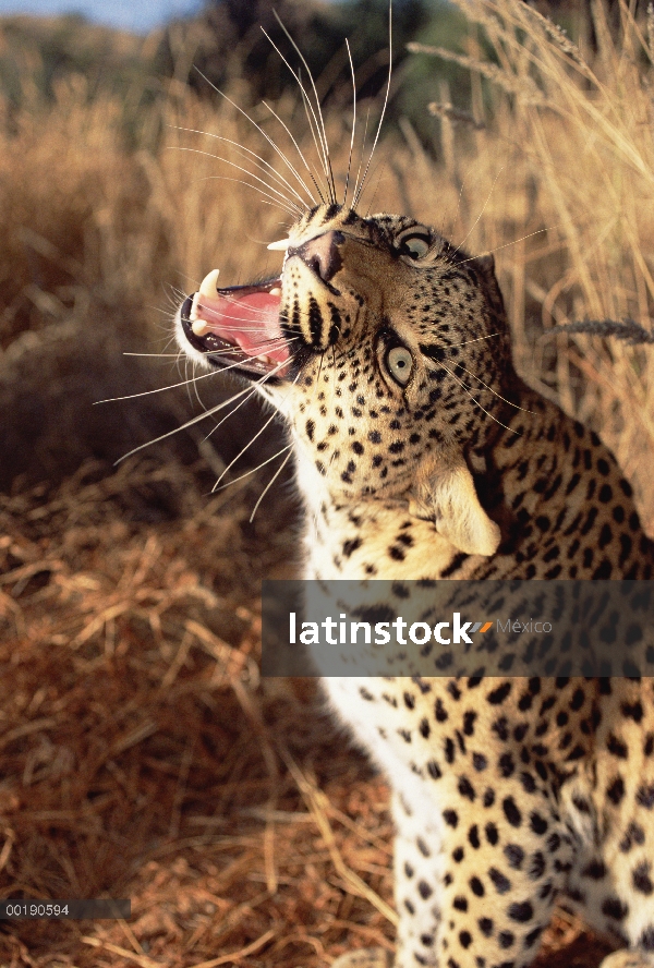 Leopardo (Panthera pardus) gruñendo, Parque Nacional de Etosha, Namibia