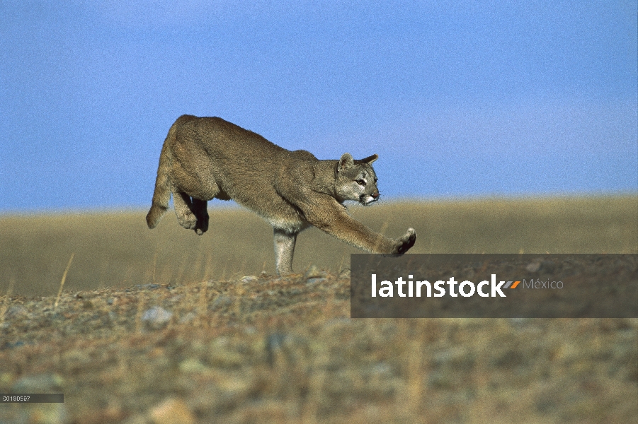 León de montaña (Puma concolor) en ejecución, América del norte