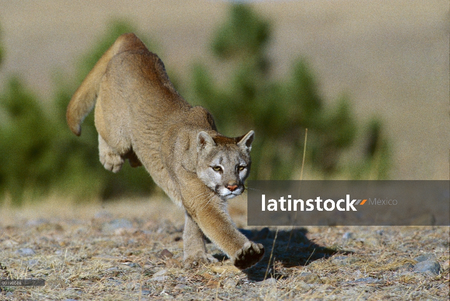 León de montaña (Puma concolor) en ejecución, Colorado