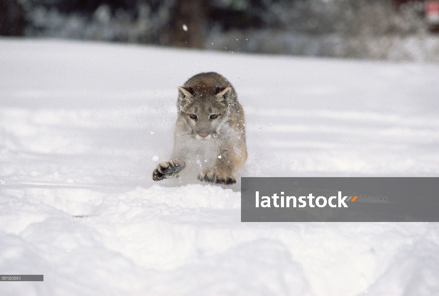 León de montaña (Puma concolor) corriendo por la nieve, Colorado