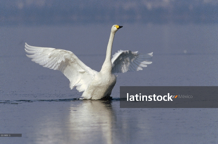 Cisne cantor (Cygnus cygnus) batir alas, lago Kussharo-ko, Hokkaido, Japón