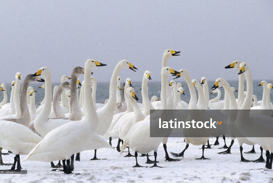 Whooper Swan (Cygnus cygnus) invernada rebaño lago Kussharo-ko, Hokkaido, Japón