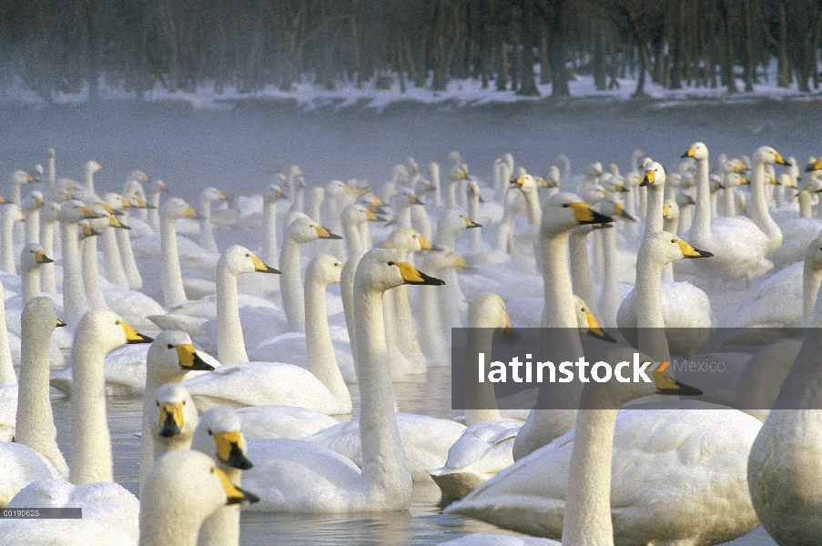 Whooper Swan (Cygnus cygnus) invernada rebaño lago Kussharo-ko, Hokkaido, Japón