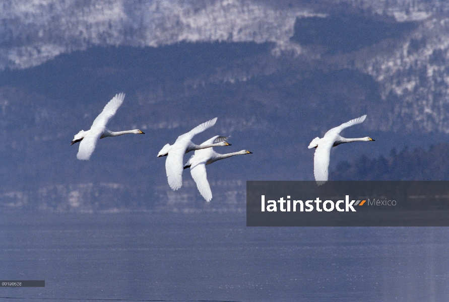 Grupo de cisne (Cygnus cygnus) cantor volando sobre el lago Kussharo-ko, Hokkaido, Japón