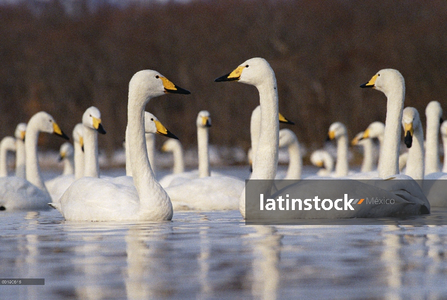 Grupo Cisne (Cygnus cygnus) cantor invernada, Kussharo-ko, Hokkaido, Japón