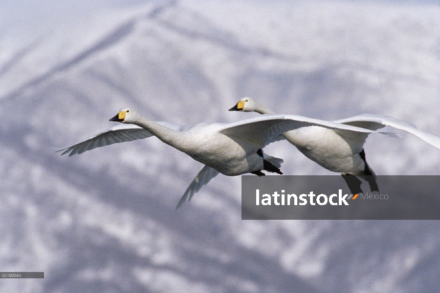 Pareja de cisne (Cygnus cygnus) cantor volando, Kussharo-ko, Hokkaido, Japón