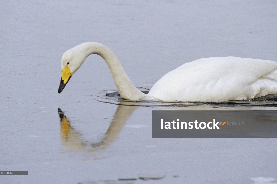 Cisne cantor (Cygnus cygnus) rompiendo hielo, lago Kussharo-ko, Hokkaido, Japón