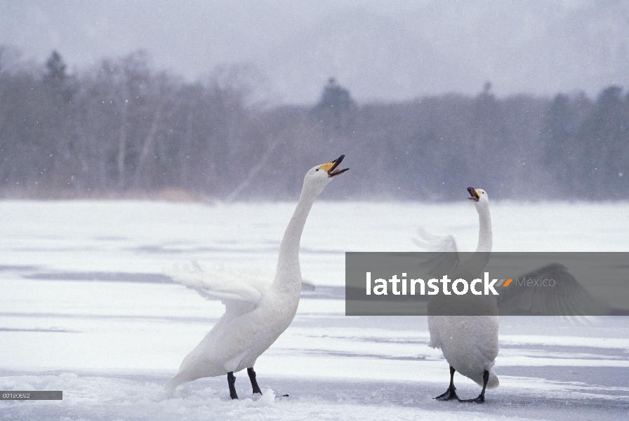 Pareja de cisne (Cygnus cygnus) cantor cortejar, Kussharo-ko, Hokkaido, Japón