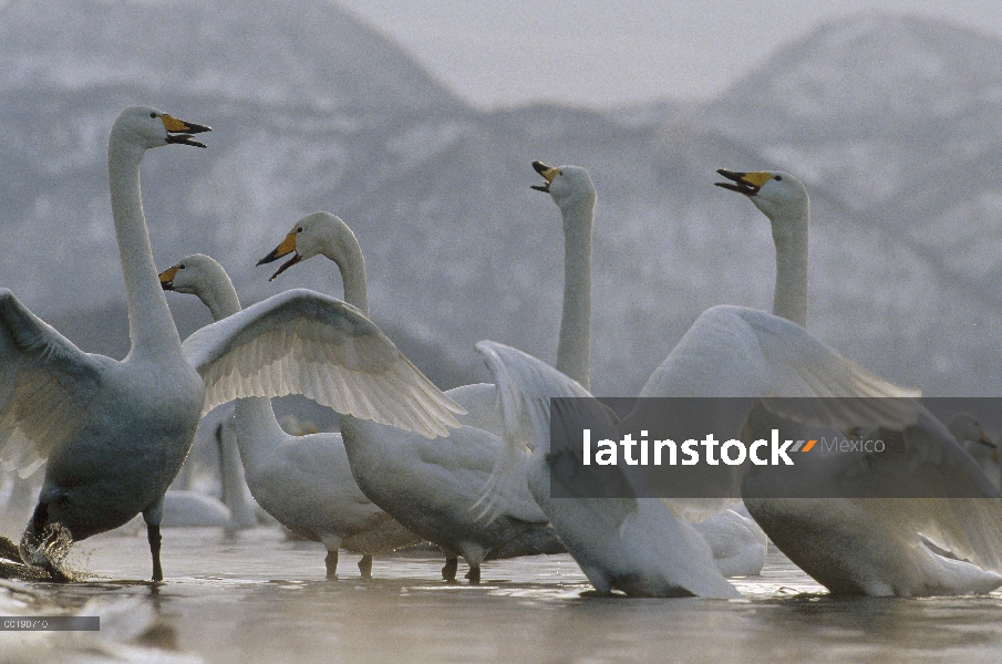 Pareja de cisne (Cygnus cygnus) cantor cortejar, lago Kussharo-ko, Hokkaido, Japón