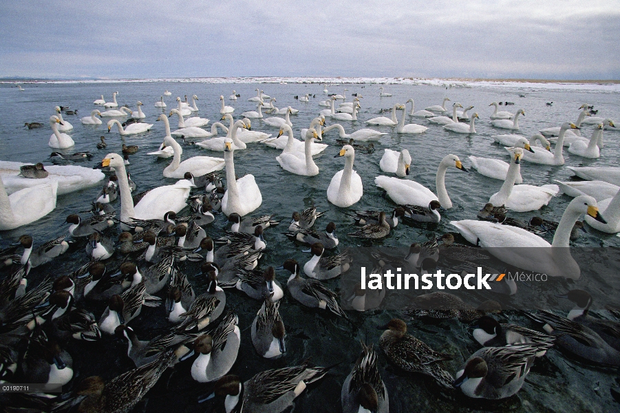 Cisne cantor (Cygnus cygnus) y ánade rabudo (Anas acuta) mixto rebaño, Odaito, Hokkaido, Japón