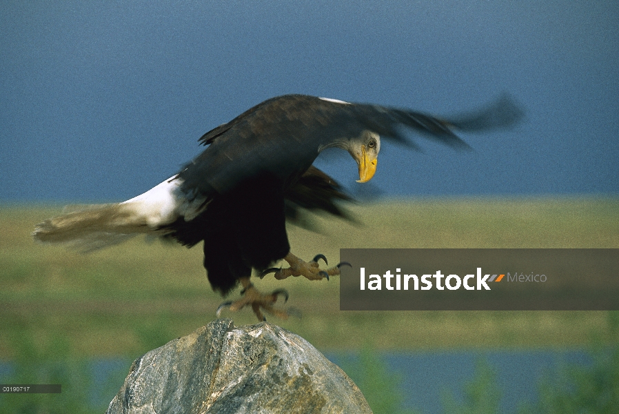 Águila calva (Haliaeetus leucocephalus) en rock, juego granja, Colorado