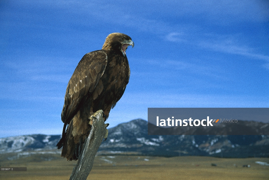 Águila real (Aquila chrysaetos) perchado en una rama, juego granja, Colorado