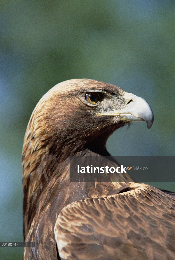 Águila real (Aquila chrysaetos) retrato, granja del juego de Colorado, Colorado