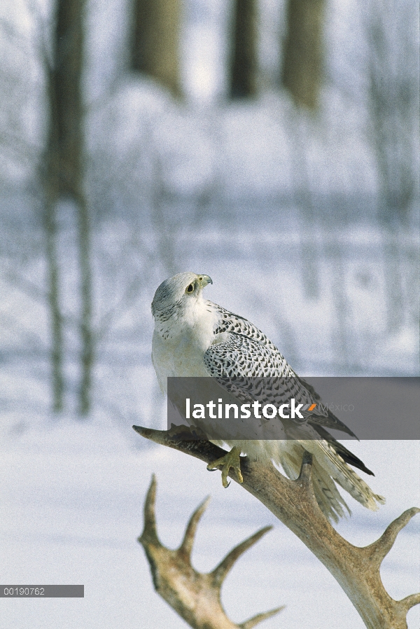 Halcón gerifalte (Falco rusticolus) hembra en fase blanca perchando en un asta en la nieve, América 