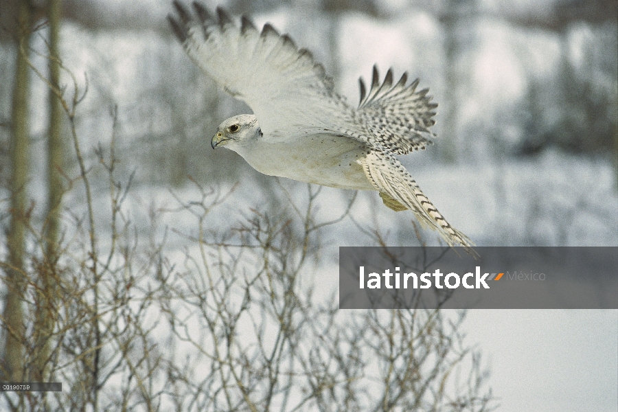 Halcón gerifalte (Falco rusticolus) hembra en fase blanca volando, América del norte