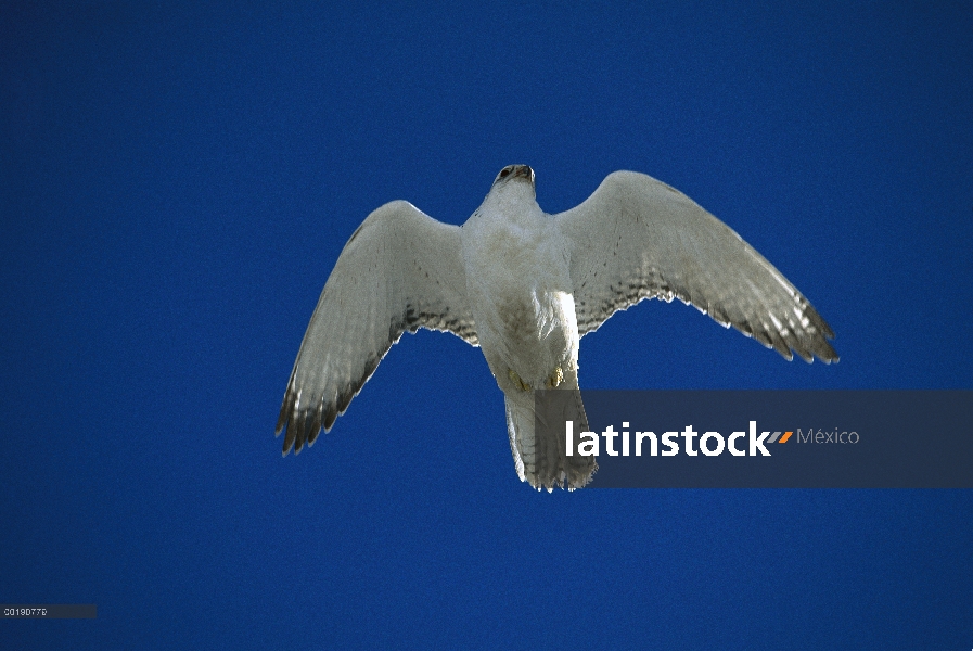 Halcón gerifalte (Falco rusticolus) hembra en fase blanca volando, América del norte