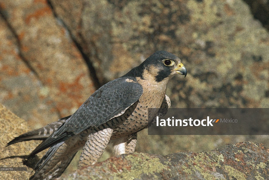 Halcón peregrino (Falco peregrinus) percha sobre rocas, Colorado