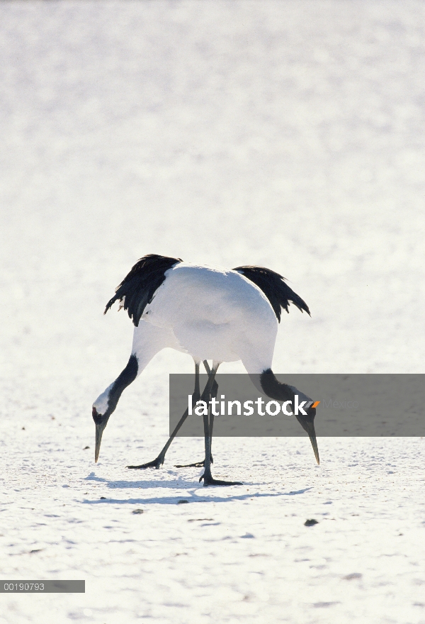 Corona roja (Grus japonensis) la grúa par comer, Hokkaido, Japón