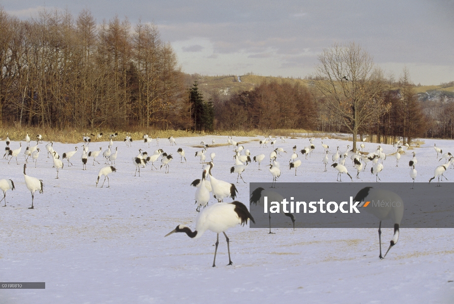 Corona roja rebaño de grúa (Grus japonensis) alimentación en nieve, Tsurui Santuario de Ito, Japón