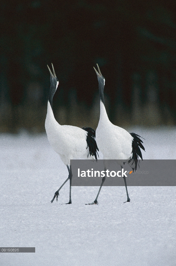 Corona roja par de grúa (Grus japonensis) llamando al cortejo la danza en su invernada, Hokkaido, Ja