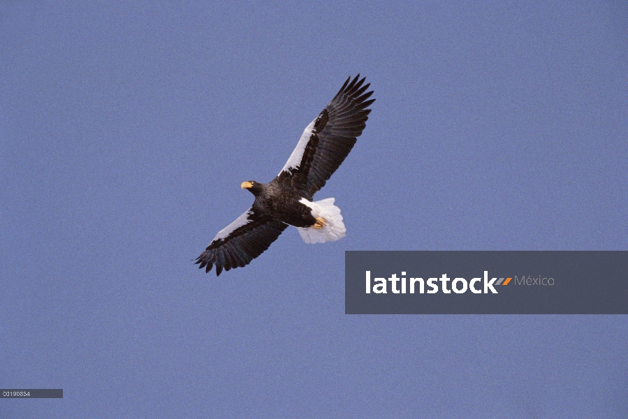 Águila de mar de Steller (Haliaeetus pelagicus) volando, Parque Nacional de Shiretoko, Japón