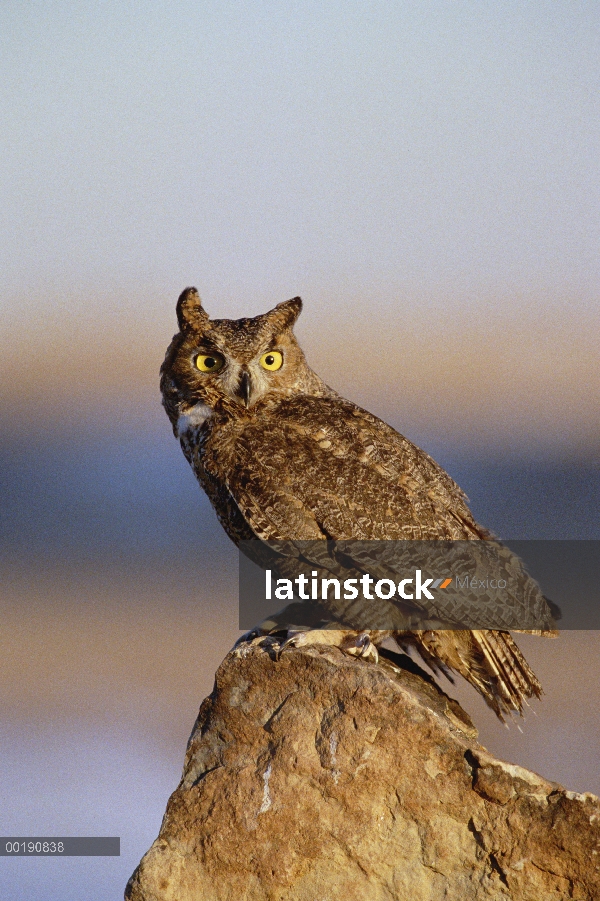 Gran Horned Owl (Bubo virginianus) percha en roca en la luz del atardecer, Colorado