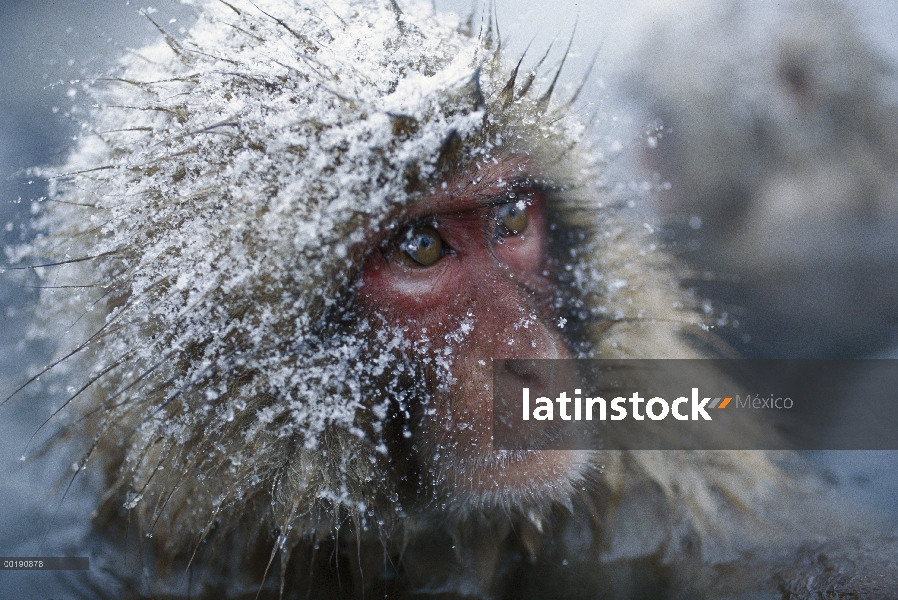 Cara de macaco japonés (Macaca fuscata), aguas termales en los Alpes japoneses, especies endémicas