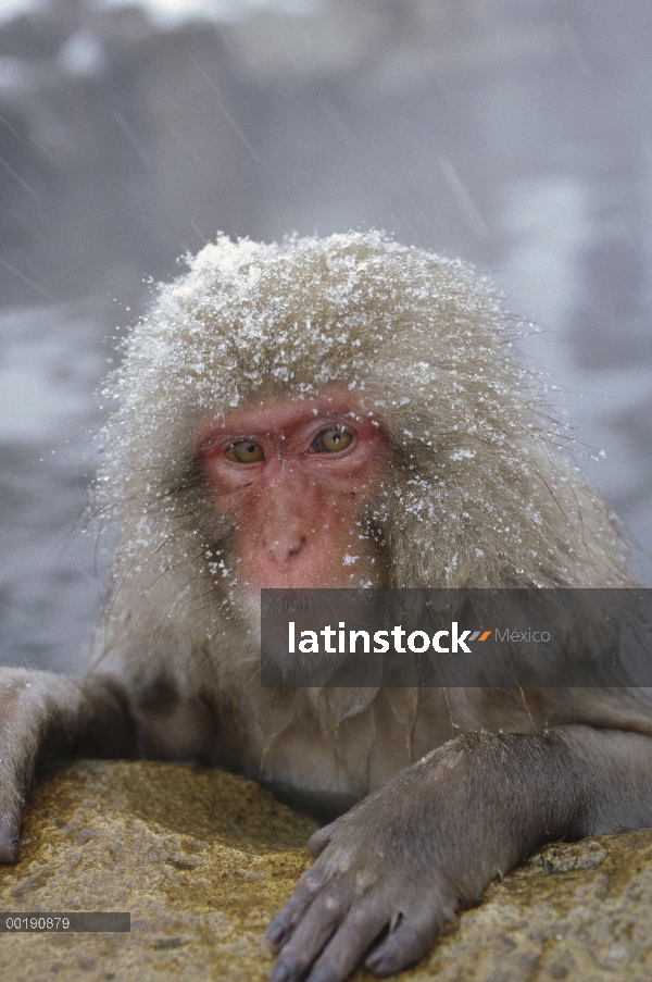 Macaco japonés (Macaca fuscata) sumergirse en aguas termales durante una tormenta de nieve, montan@a