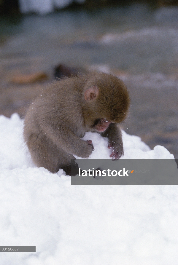 Bebé de macaco japonés (Macaca fuscata) jugando con bola de nieve al lado de aguas termales en los A