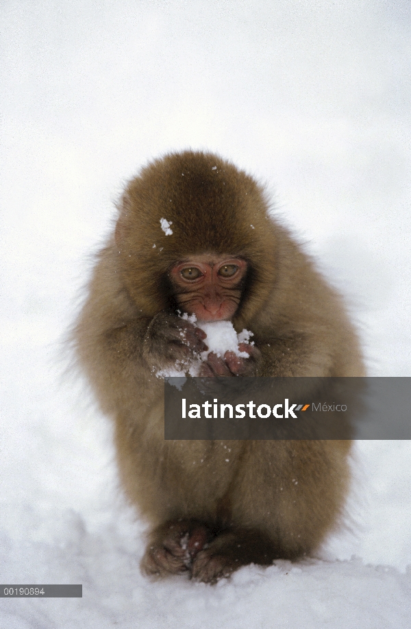 Bebé de macaco japonés (Macaca fuscata) jugando con bola de nieve, montan@as japonesas, Japón