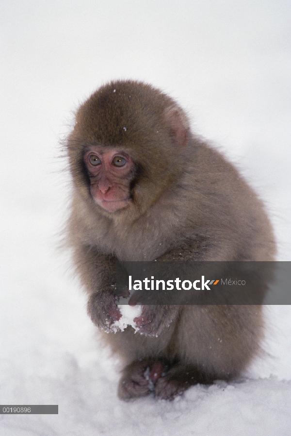 Bebé de macaco japonés (Macaca fuscata) jugando con bola de nieve, montan@as japonesas, Japón