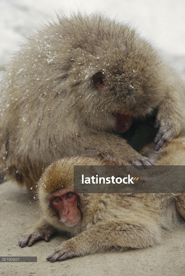 Macaco japonés (Macaca fuscata) par preparación cerca de aguas termales, Japón